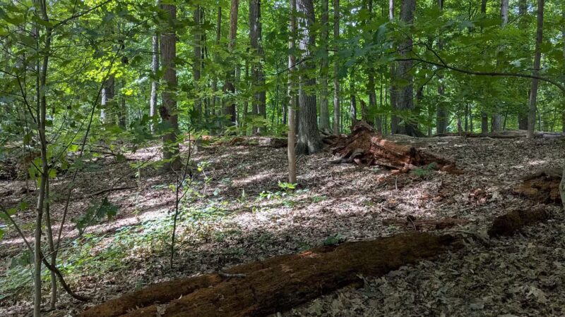 Washington Grove - Rochester, NY