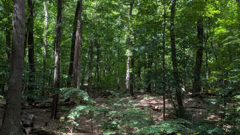 Washington Grove - Rochester, NY