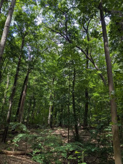 Washington Grove - Rochester, NY