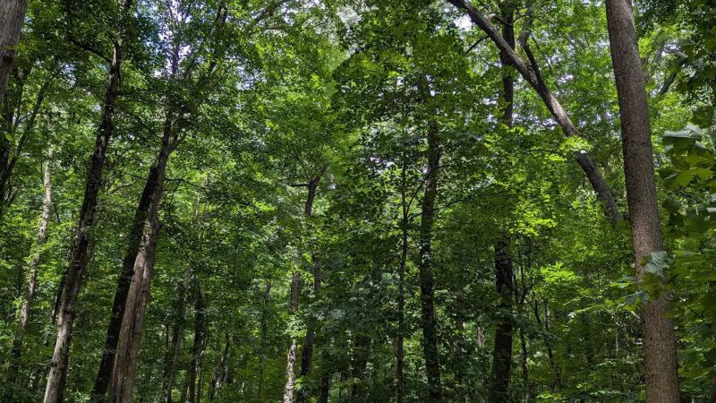 Washington Grove - Rochester, NY