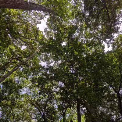 Washington Grove - Rochester, NY