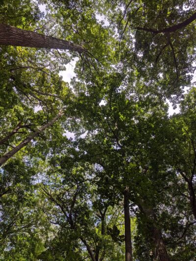 Washington Grove - Rochester, NY