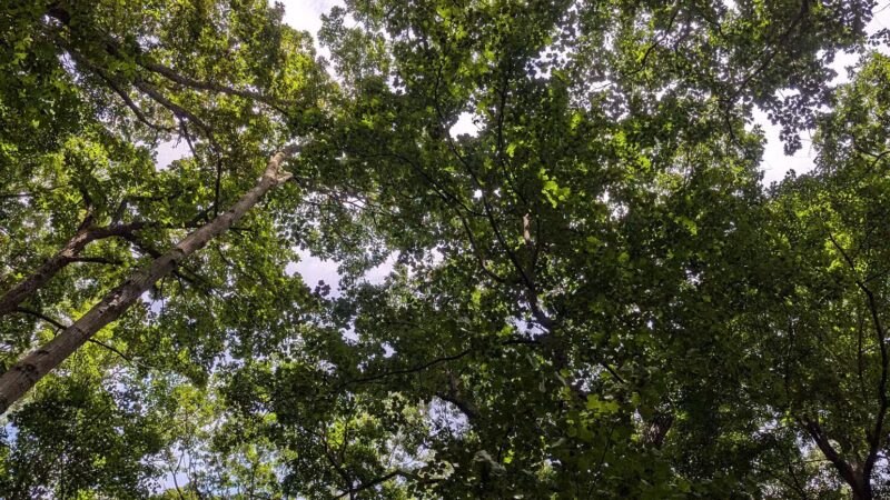 Washington Grove - Rochester, NY