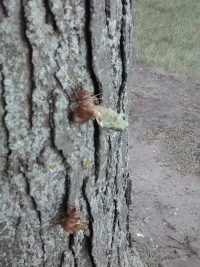 Coloma Township Park District - Rock Falls, IL