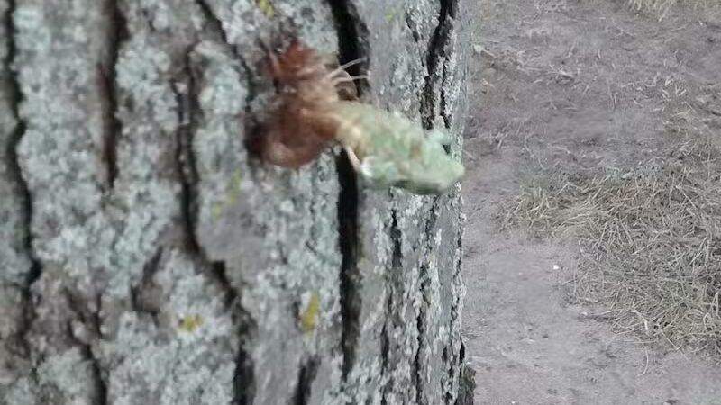 Coloma Township Park District - Rock Falls, IL