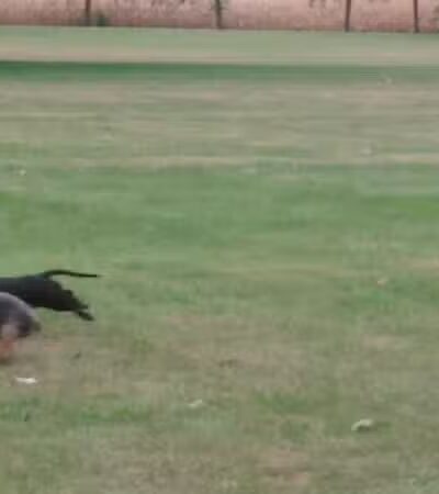 Coloma Township Park District - Rock Falls, IL