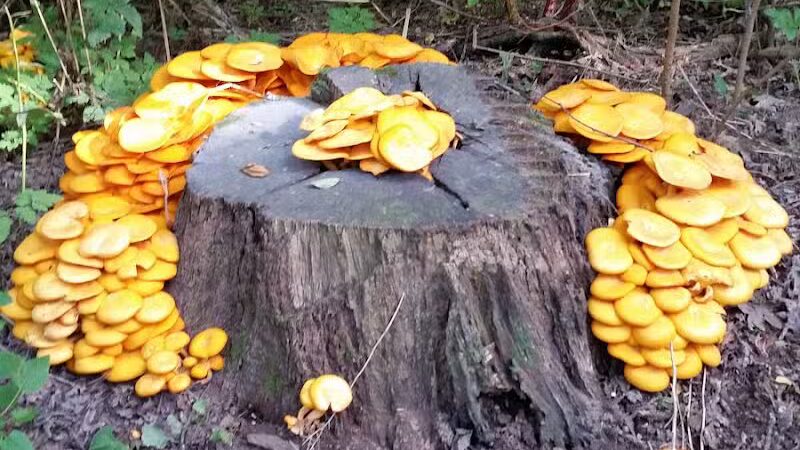 Rotary Park - Rock Falls, IL