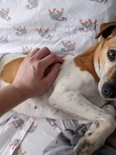 Whiteside County Animal Control - Rock Falls, IL