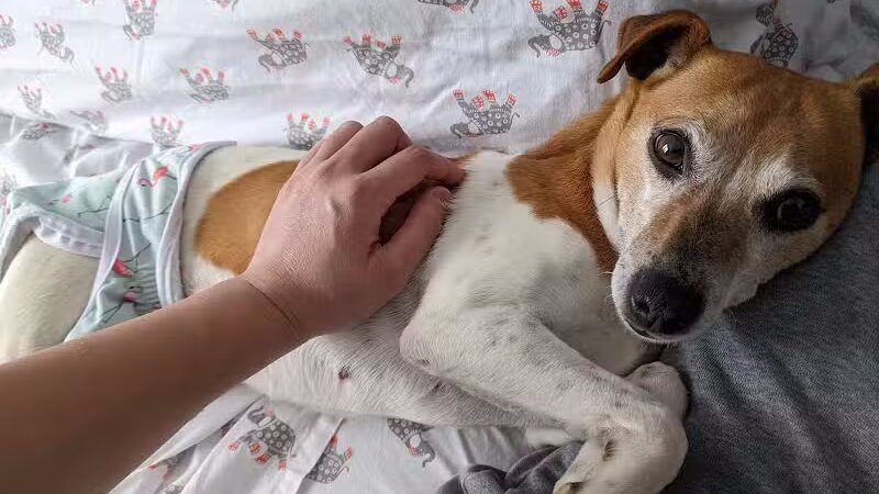 Whiteside County Animal Control - Rock Falls, IL