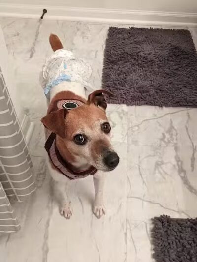 Whiteside County Animal Control - Rock Falls, IL