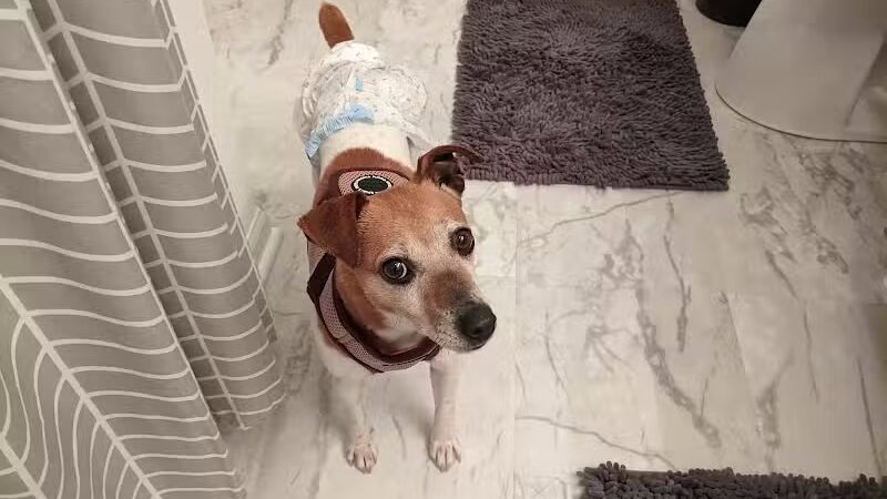 Whiteside County Animal Control - Rock Falls, IL