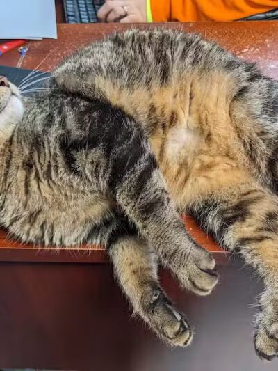 Whiteside County Animal Control - Rock Falls, IL