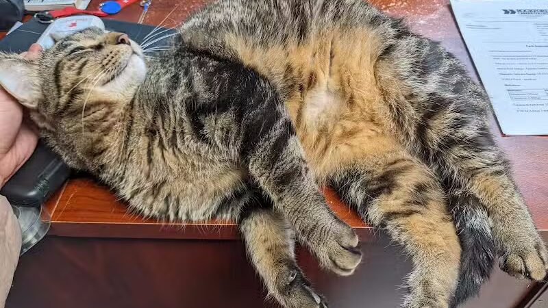 Whiteside County Animal Control - Rock Falls, IL