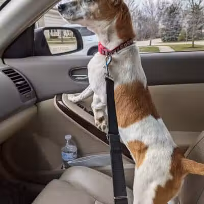Whiteside County Animal Control - Rock Falls, IL