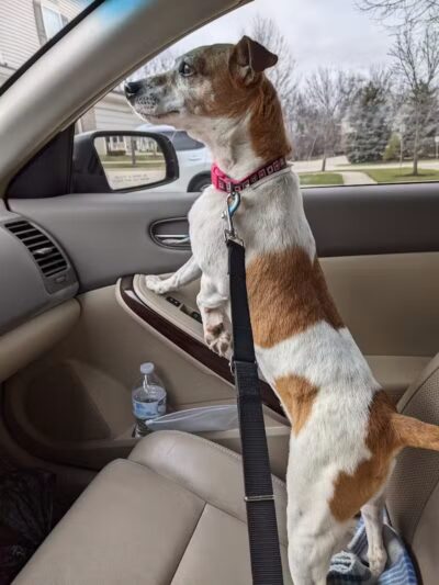 Whiteside County Animal Control - Rock Falls, IL