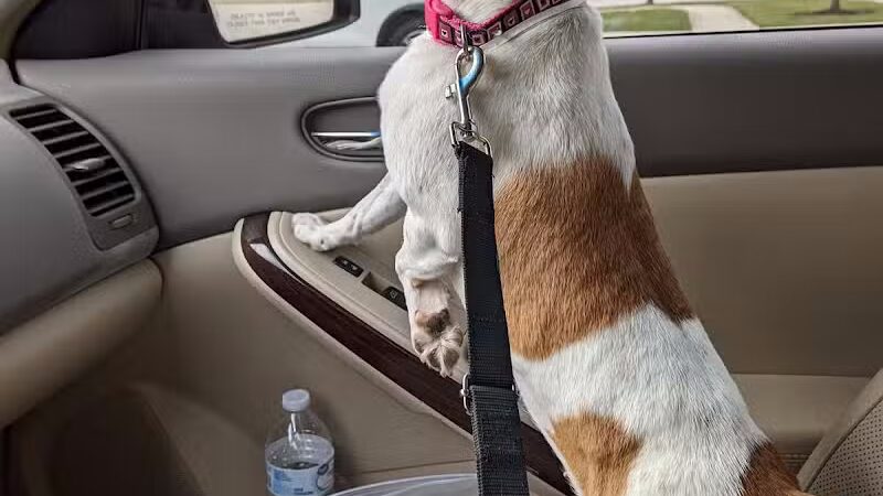 Whiteside County Animal Control - Rock Falls, IL