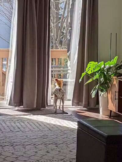 Whiteside County Animal Control - Rock Falls, IL