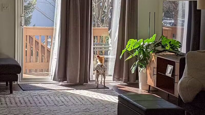 Whiteside County Animal Control - Rock Falls, IL