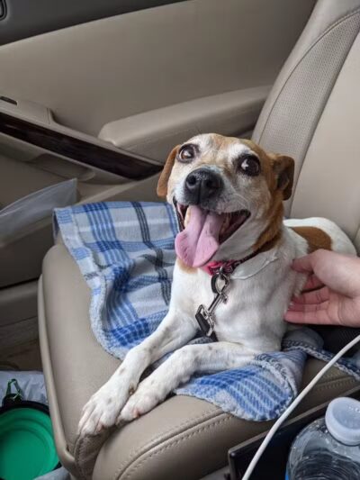 Whiteside County Animal Control - Rock Falls, IL