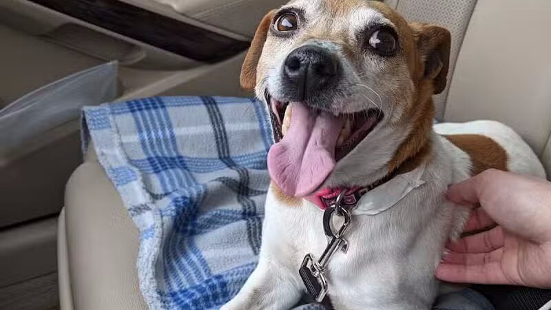 Whiteside County Animal Control - Rock Falls, IL