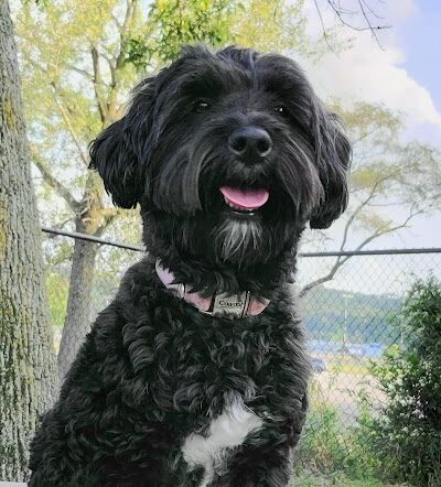 Eleanor Wallace Dog park - Rock Island, IL