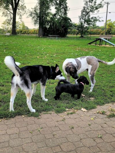 Eleanor Wallace Dog park - Rock Island, IL