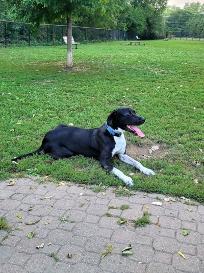 Eleanor Wallace Dog park - Rock Island, IL