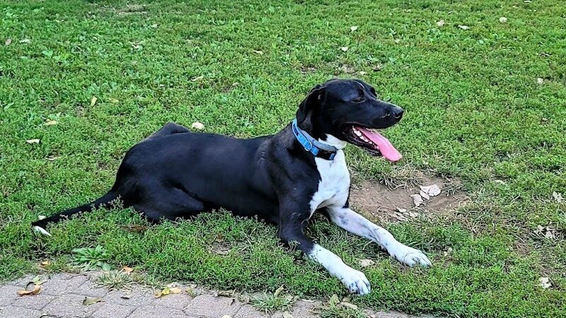 Eleanor Wallace Dog park - Rock Island, IL