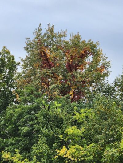 Hodge Park - Rock Island, IL