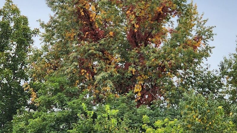 Hodge Park - Rock Island, IL