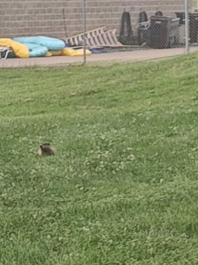 Longview Park - Rock Island, IL
