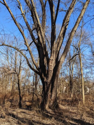 Donatoni Park - Rockaway, NJ