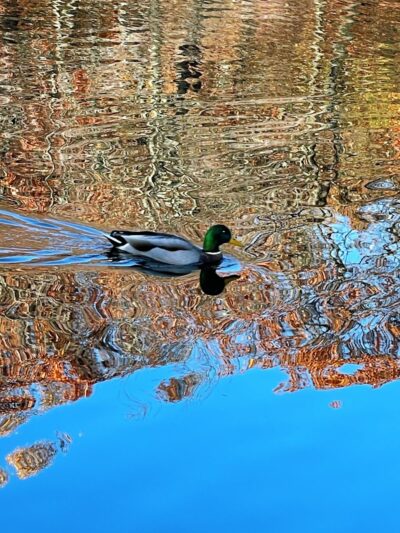 Foxs Lake Dam Park - Rockaway, NJ