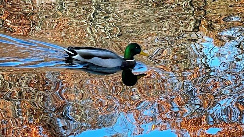 Foxs Lake Dam Park - Rockaway, NJ