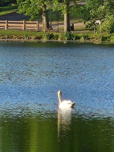 Parks Lake Gazebo - Rockaway, NJ