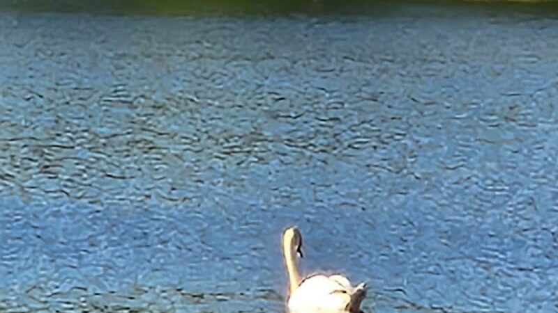Parks Lake Gazebo - Rockaway, NJ
