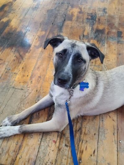 Paws-Itive Experience Pet Services - Rockaway, NJ