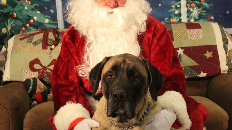 Paws-Itive Experience Pet Services - Rockaway, NJ