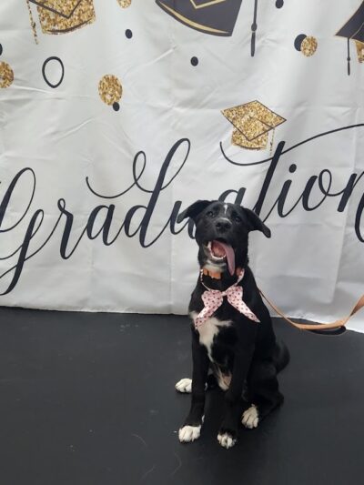 Paws-Itive Experience Pet Services - Rockaway, NJ