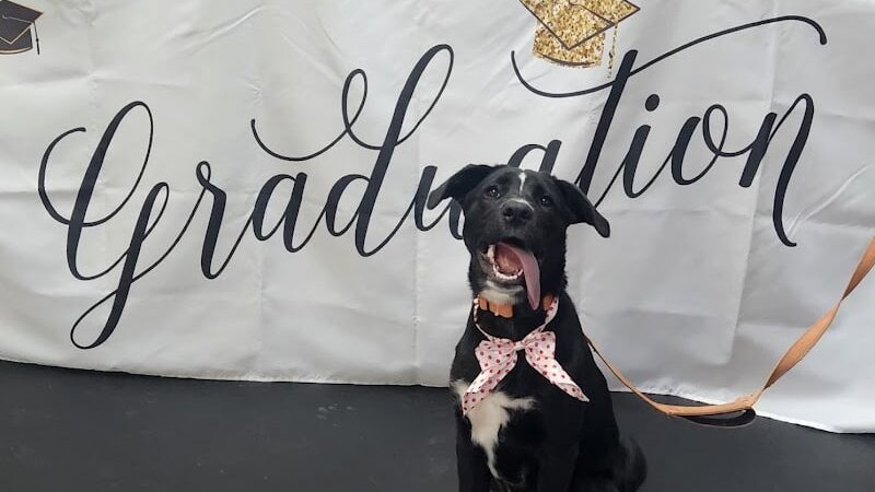 Paws-Itive Experience Pet Services - Rockaway, NJ