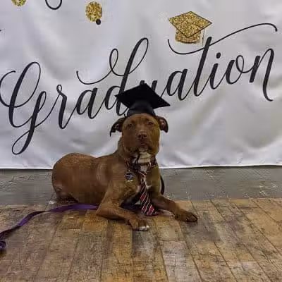 Paws-Itive Experience Pet Services - Rockaway, NJ
