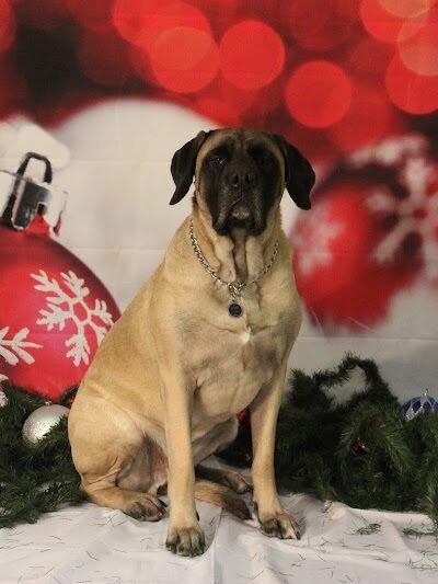 Paws-Itive Experience Pet Services - Rockaway, NJ