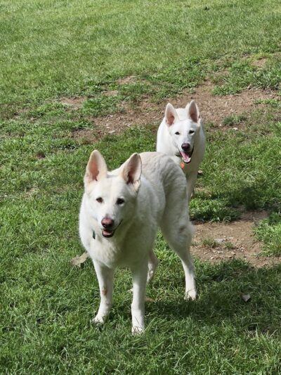 Paws-Itive Experience Pet Services - Rockaway, NJ