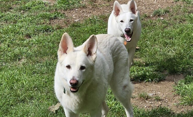 Paws-Itive Experience Pet Services - Rockaway, NJ