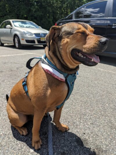 Paws-Itive Experience Pet Services - Rockaway, NJ