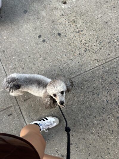 Paws-Itive Experience Pet Services - Rockaway, NJ