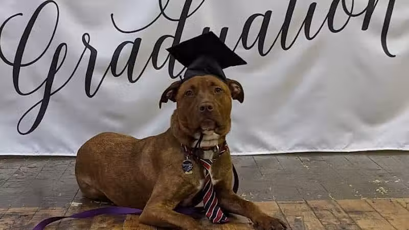 Paws-Itive Experience Pet Services - Rockaway, NJ