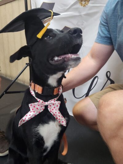 Paws-Itive Experience Pet Services - Rockaway, NJ