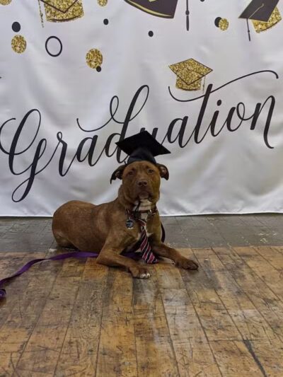 Paws-Itive Experience Pet Services - Rockaway, NJ