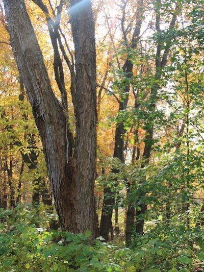 Rockaway Jackson Ave River Park - Rockaway, NJ